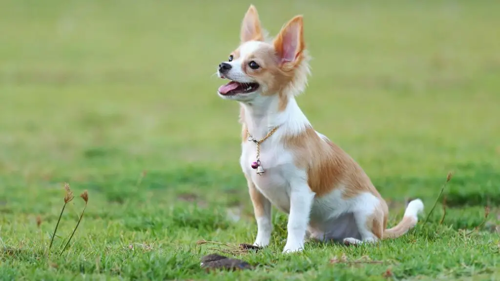 maladie dentaire du chihuahua
