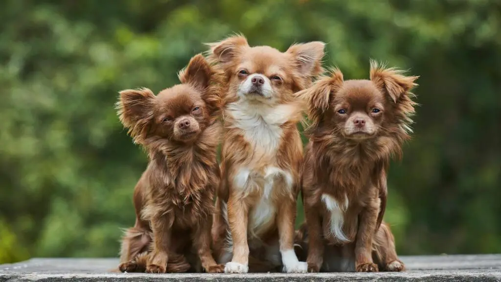 meilleurs chiens d'intérieur pour les familles