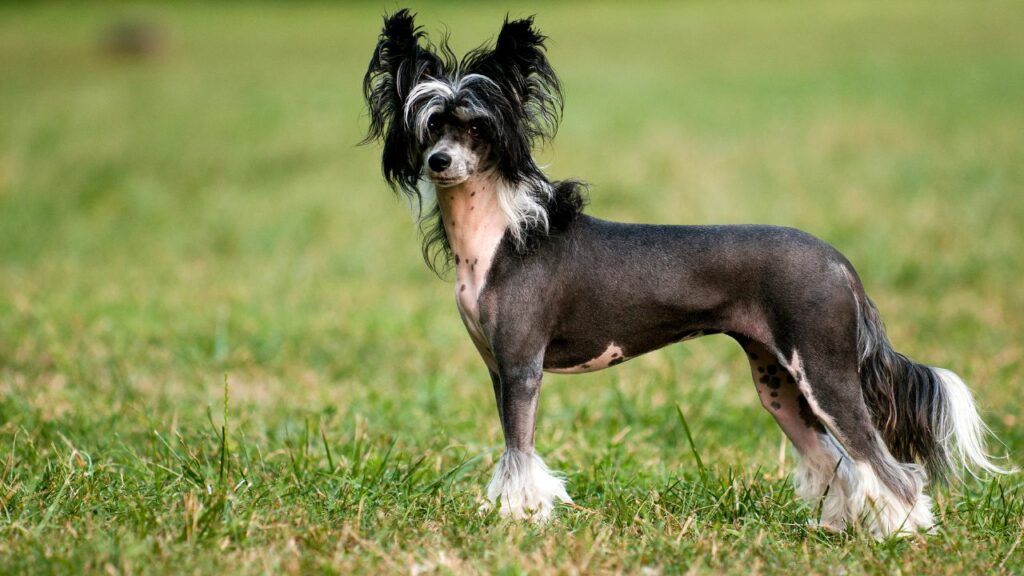 chien le plus facile à posséder
