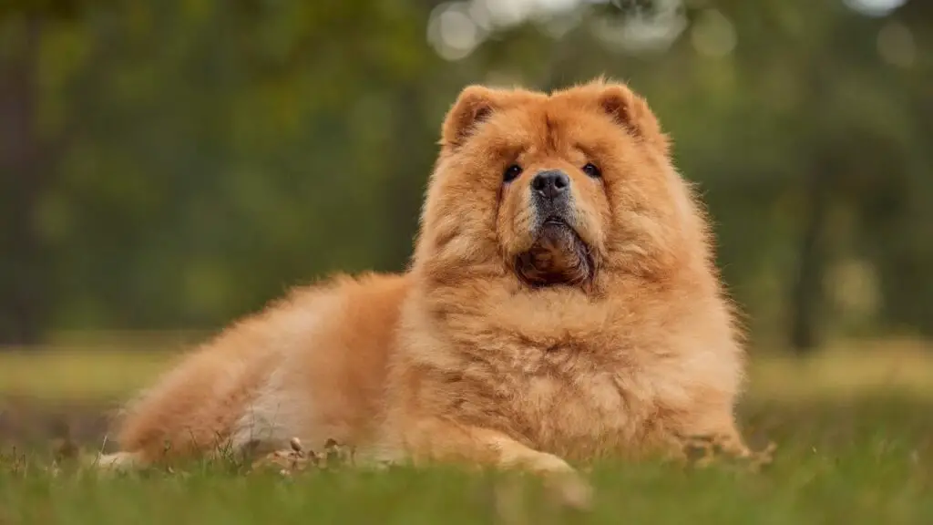 races de chiens les plus détendues
