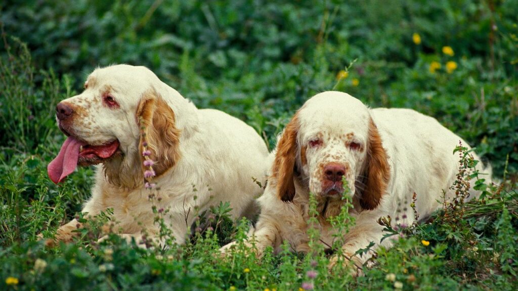 les chiens les plus calmes
