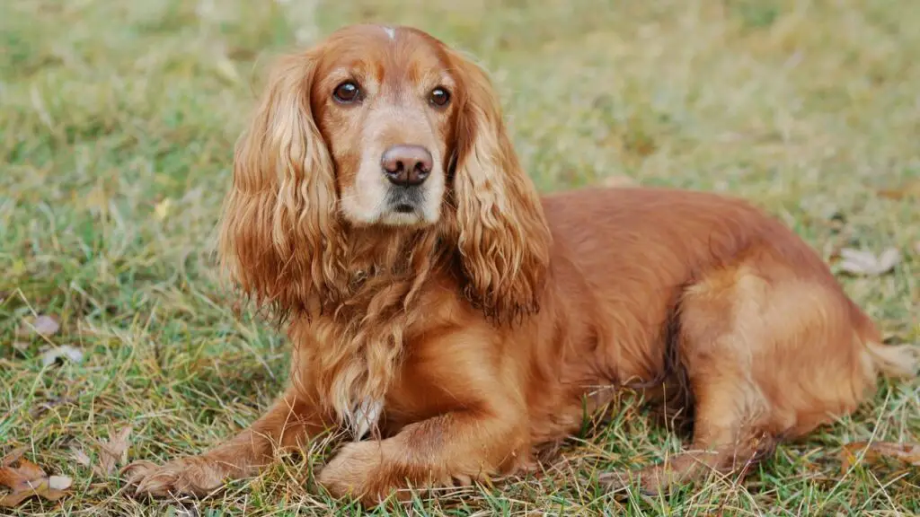 races de chiens qui aiment dormir sous les couvertures
