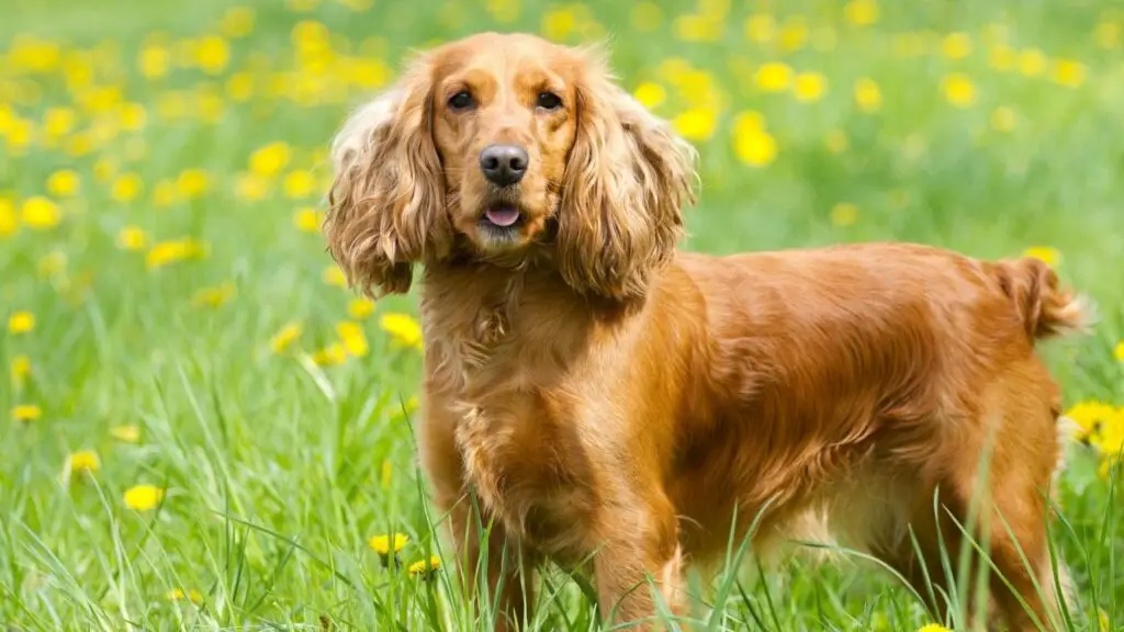 bon à l'intérieur des chiens
