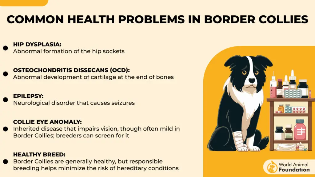 Problèmes de santé courants chez les Border Collies