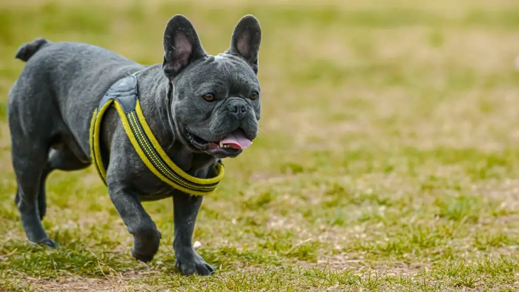 contre le bouledogue français
