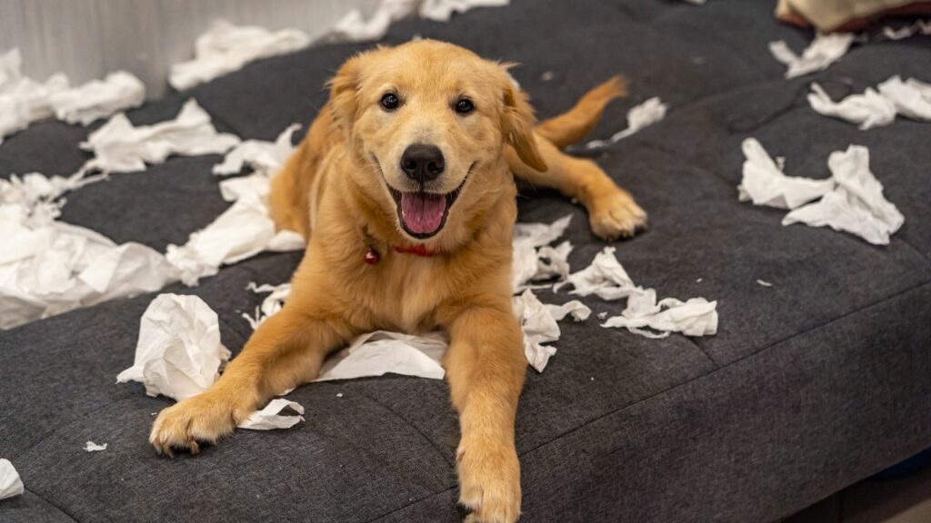 inconvénients du Golden Retriever