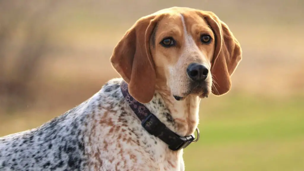 meilleurs chiens traqueurs de cerfs
