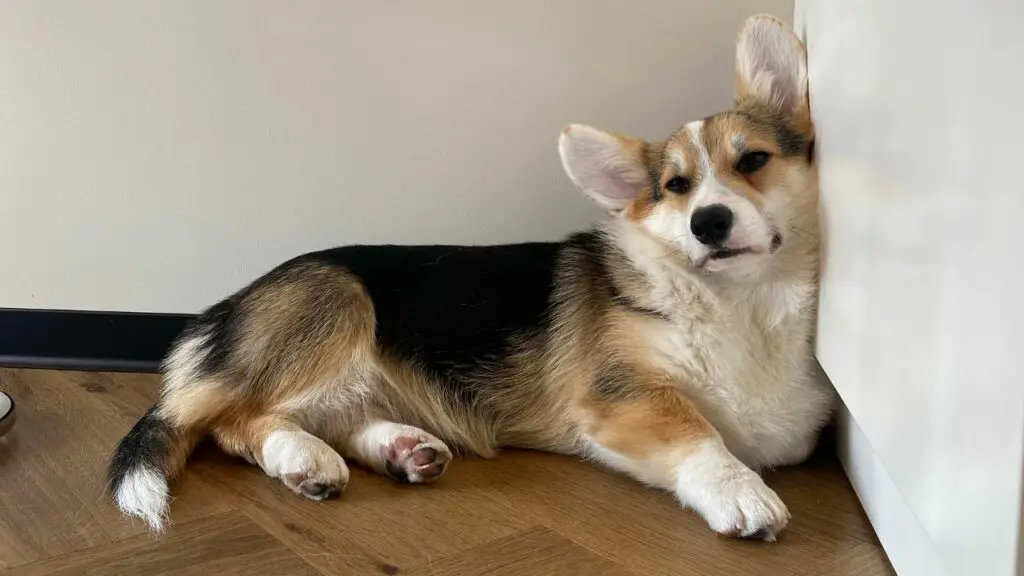 corgi dormant sur le dos