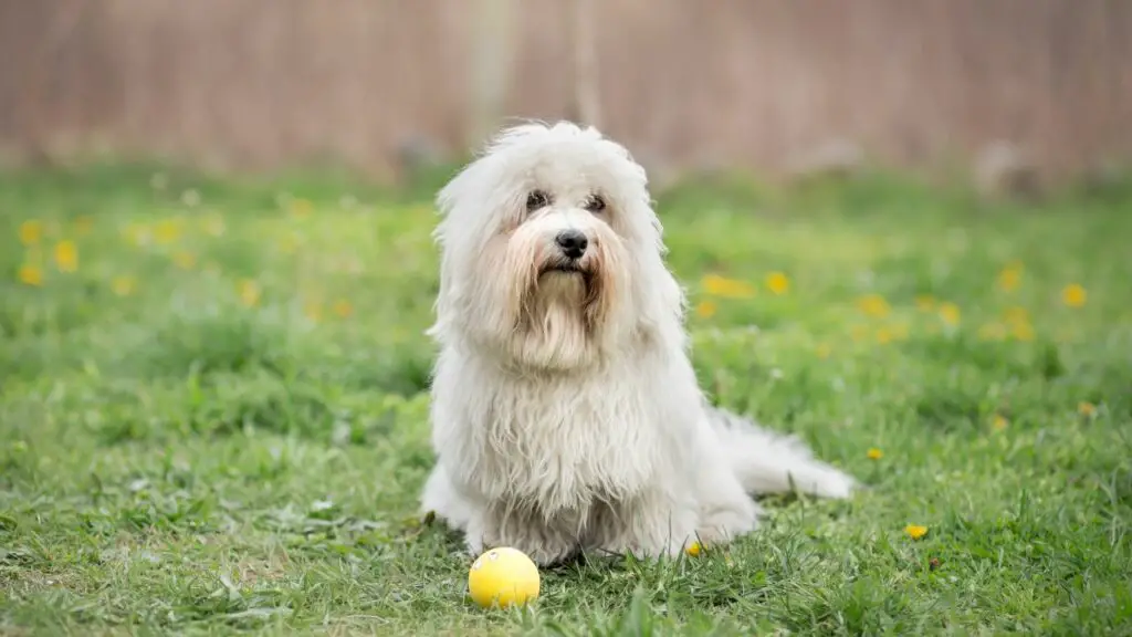 chiens sans allergie