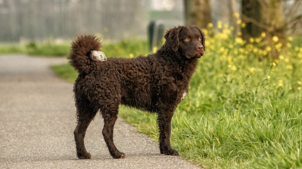 différentes races de retrievers