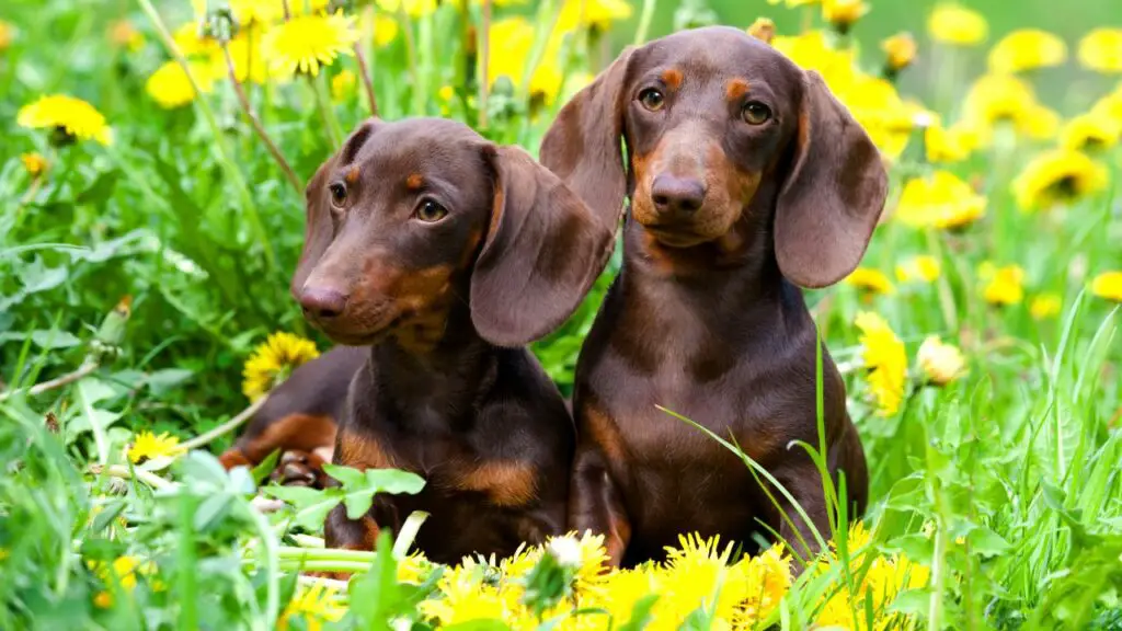 chiens de moins de 25 livres à vendre
