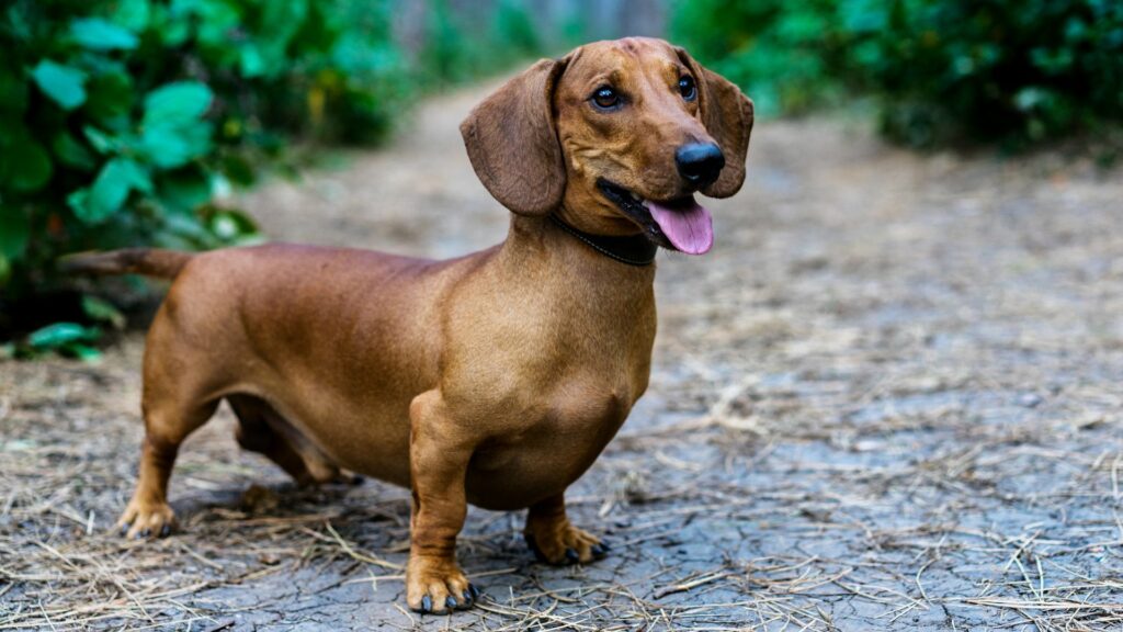 Durée de vie du chien teckel