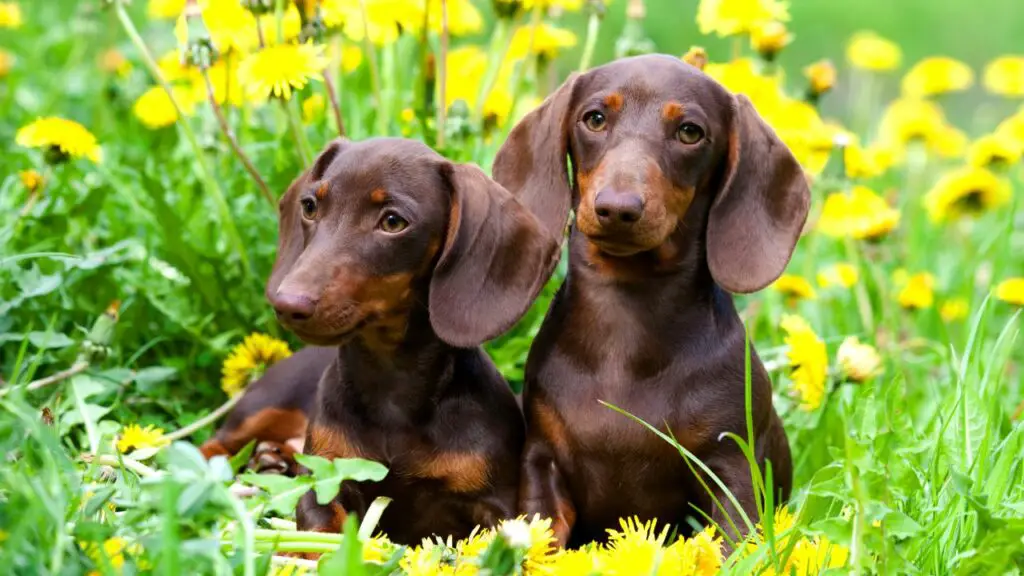 races de chiens les moins anxieuses