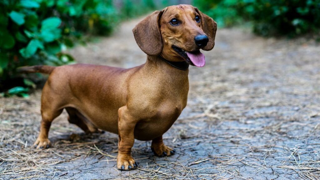 meilleurs chiens câlins
