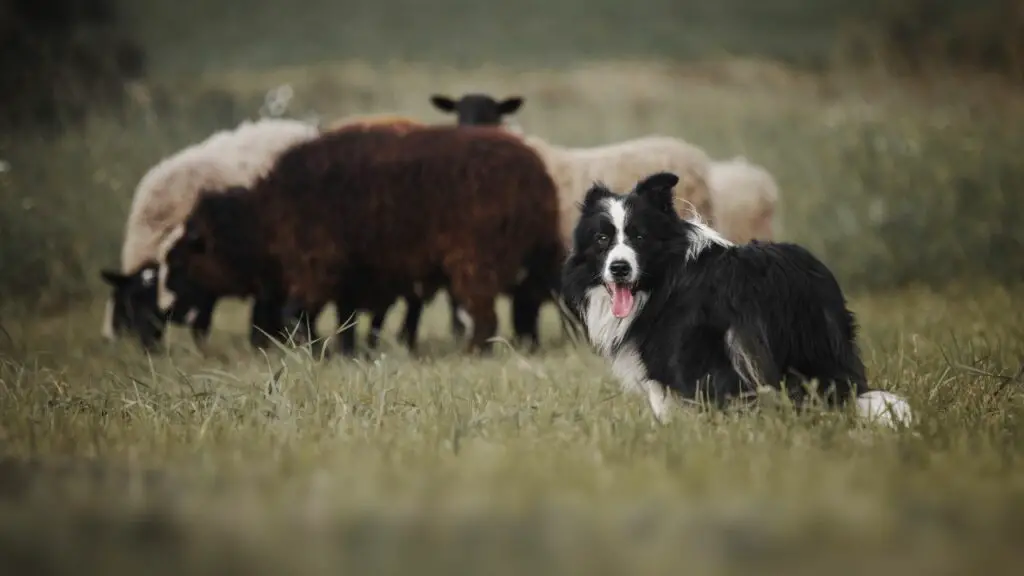 les border collies sont-ils de bons chiens