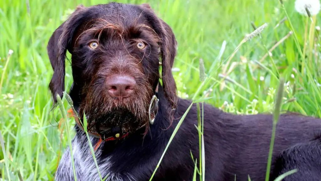 meilleurs chiens pour le suivi
