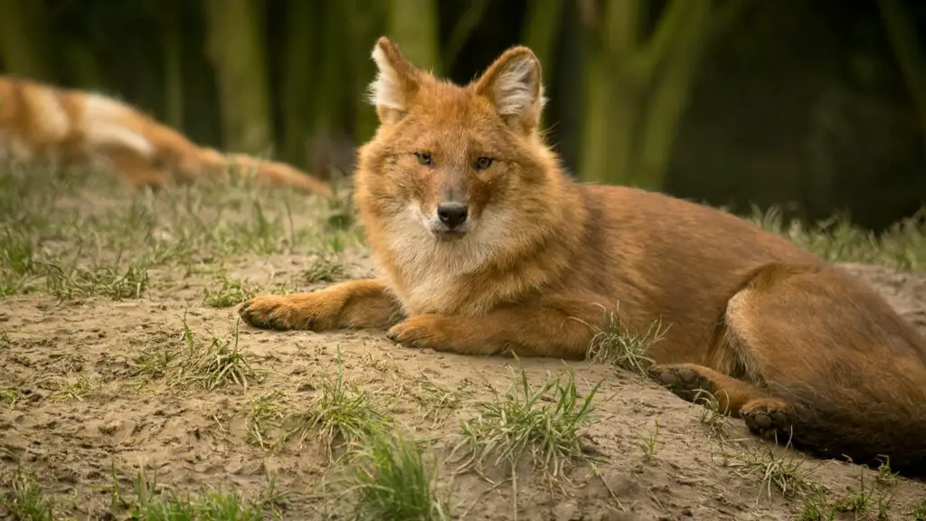 espèce de chien en voie de disparition