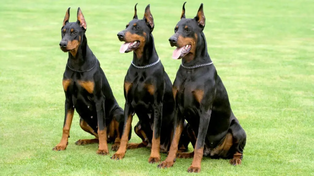 les races de chiens sont très anxieuses