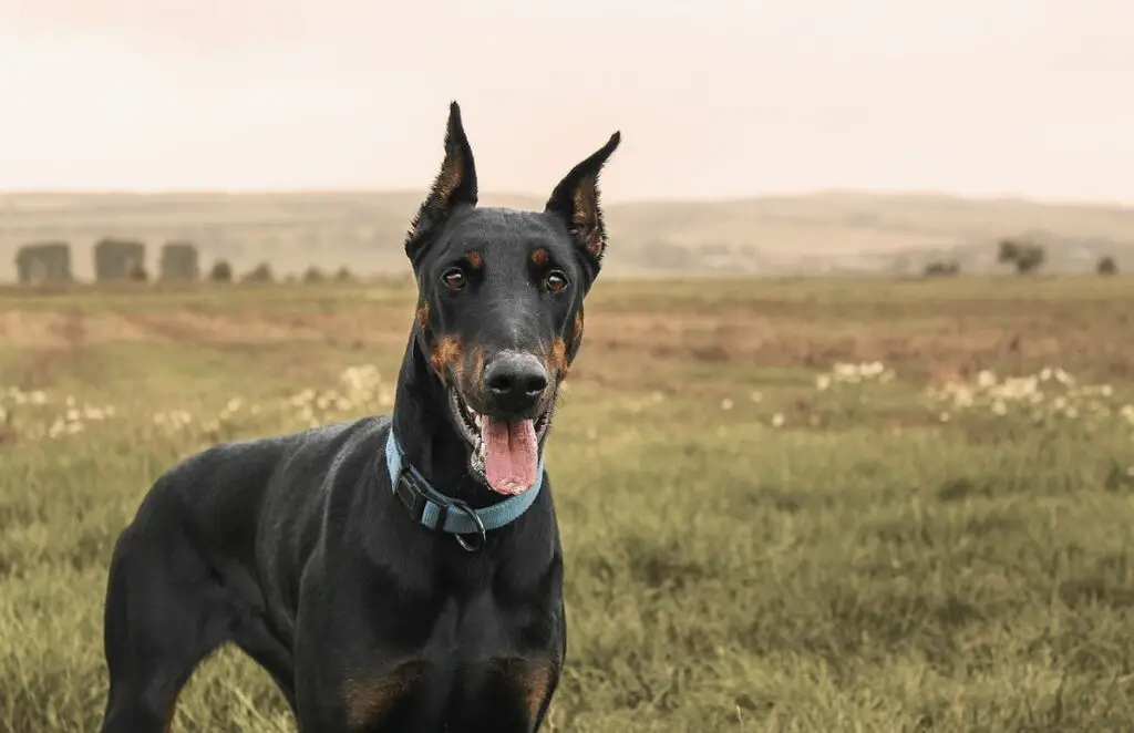 pitbull doberman
