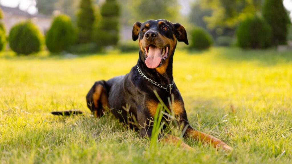 meilleurs chiens pour temps chaud
