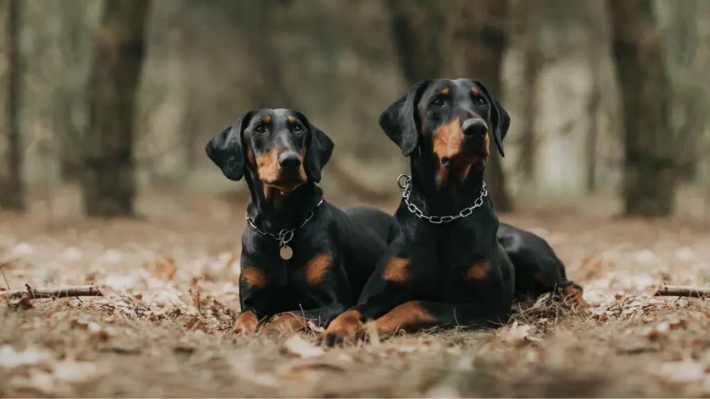 types de tumeurs du chien
