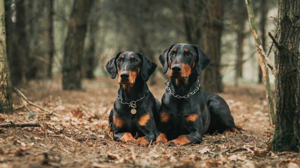 races de chiens velcro
