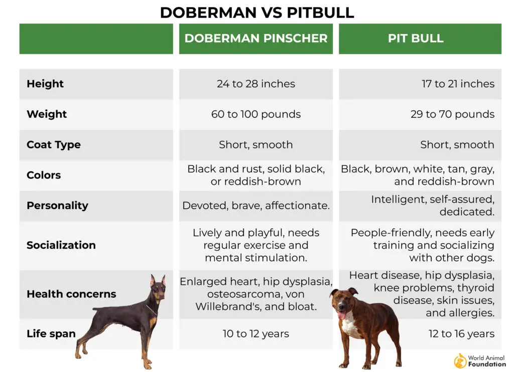 Doberman contre Pitbull