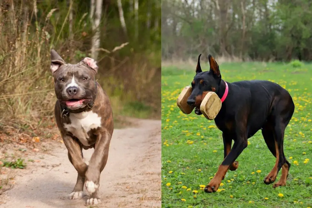 pitbull contre doberman qui gagne
