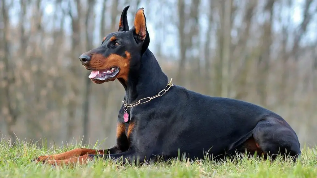 meilleur chien de protection des femmes