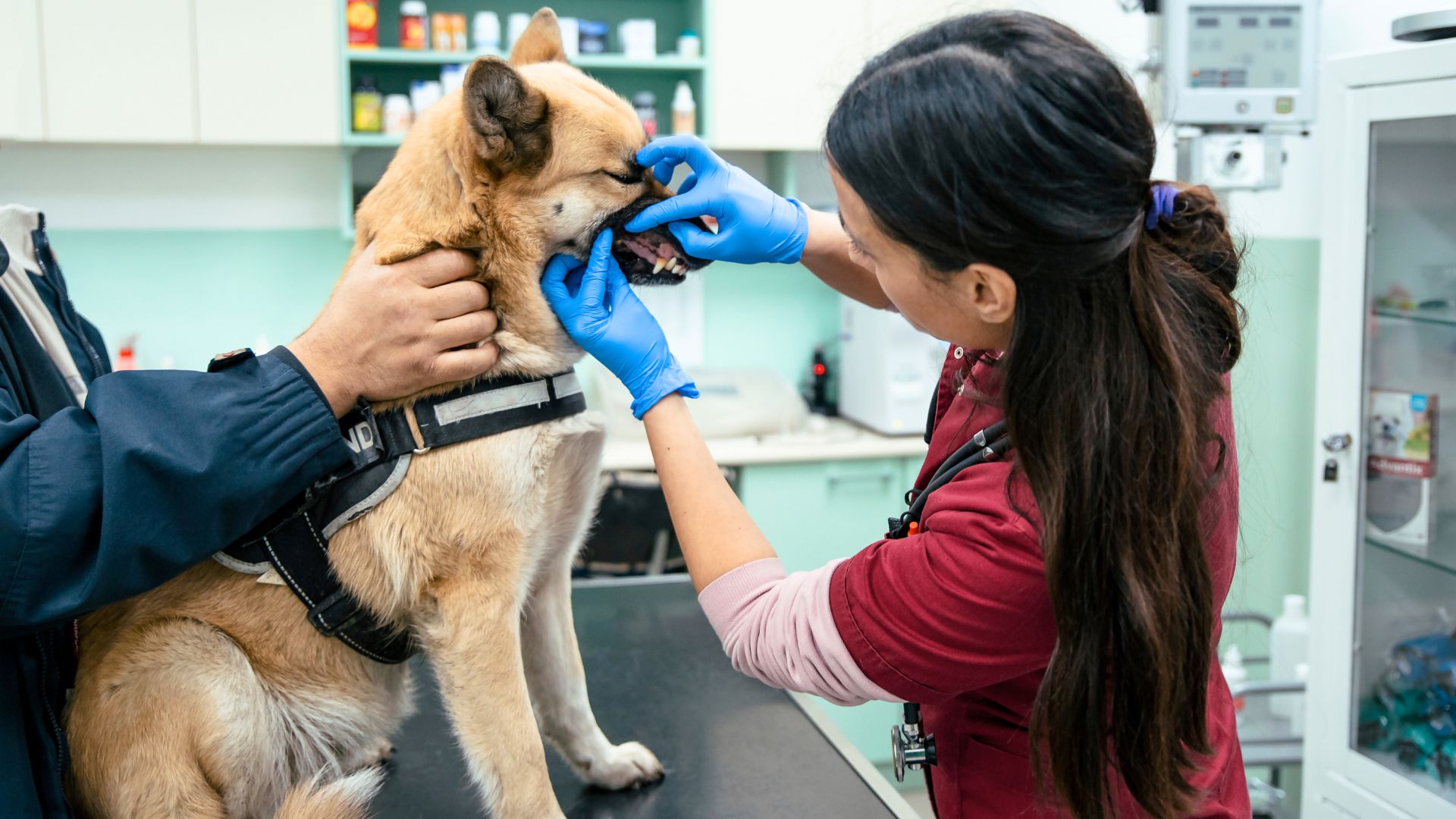 Dog Breeds Most Prone to Dental Disease