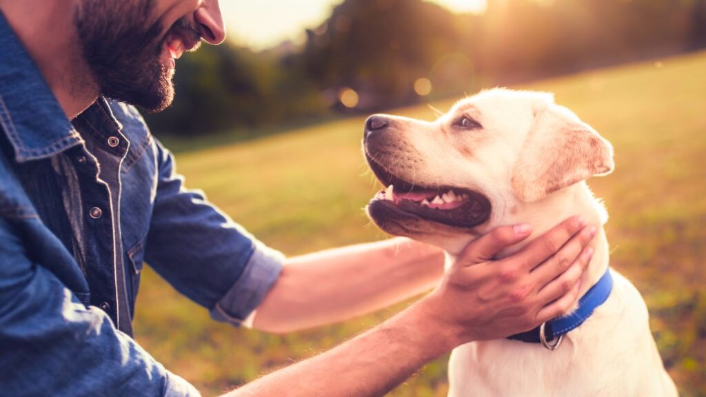 Dog Breeds that Show Unconditional Love and Affection