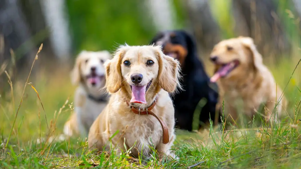 Dog Breeds with Exceptional Lifespans