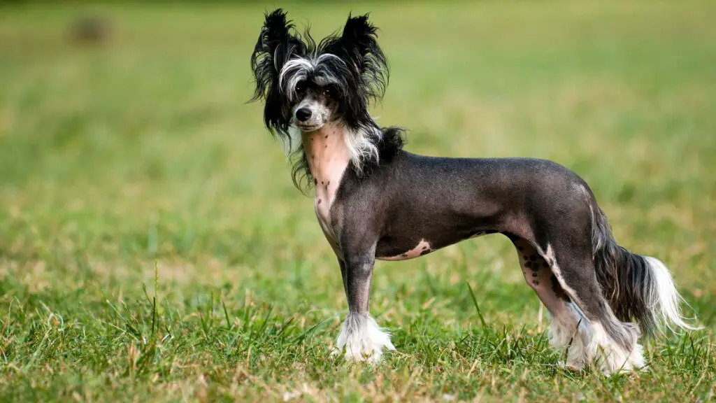 Dog Breeds with the Weirdest Habits 1