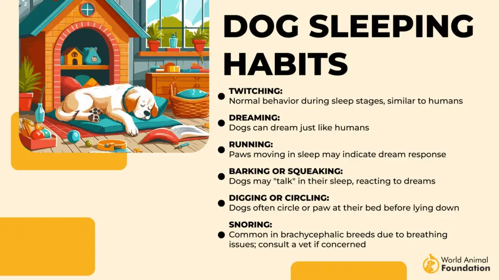 Habitudes de sommeil du chien