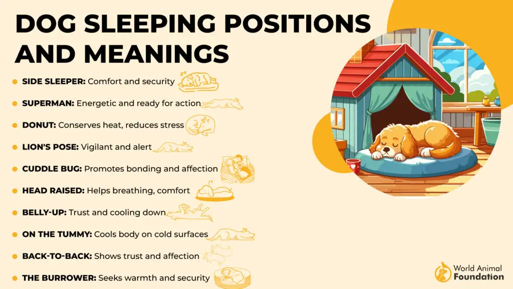 Positions et significations du sommeil du chien