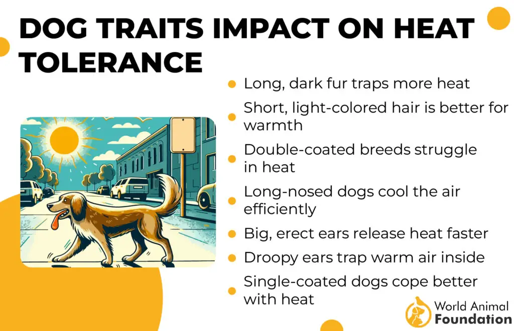 Impact des traits du chien sur la tolérance à la chaleur