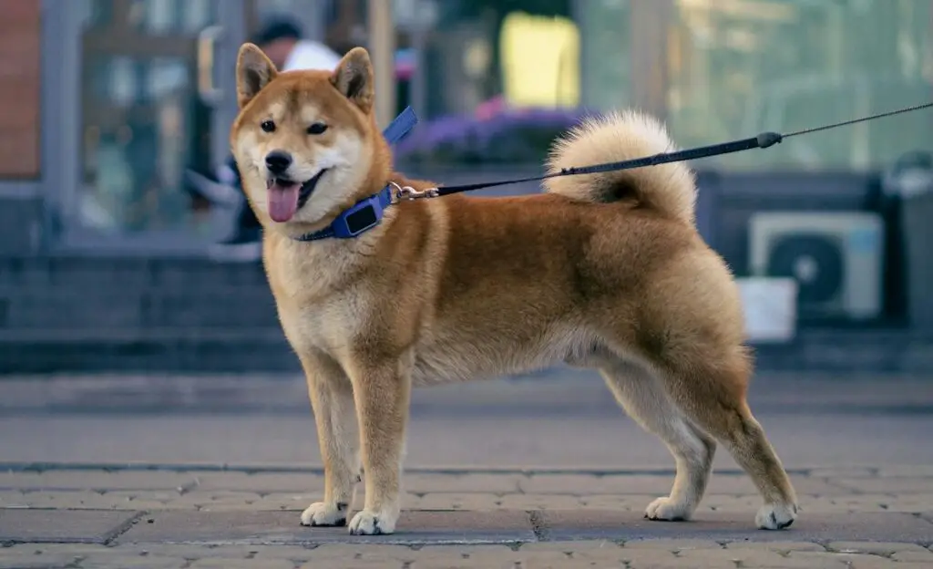 Dressage de chiens pour se protéger