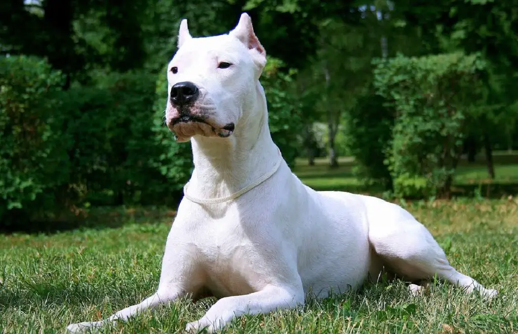 races de chiens protecteurs blancs