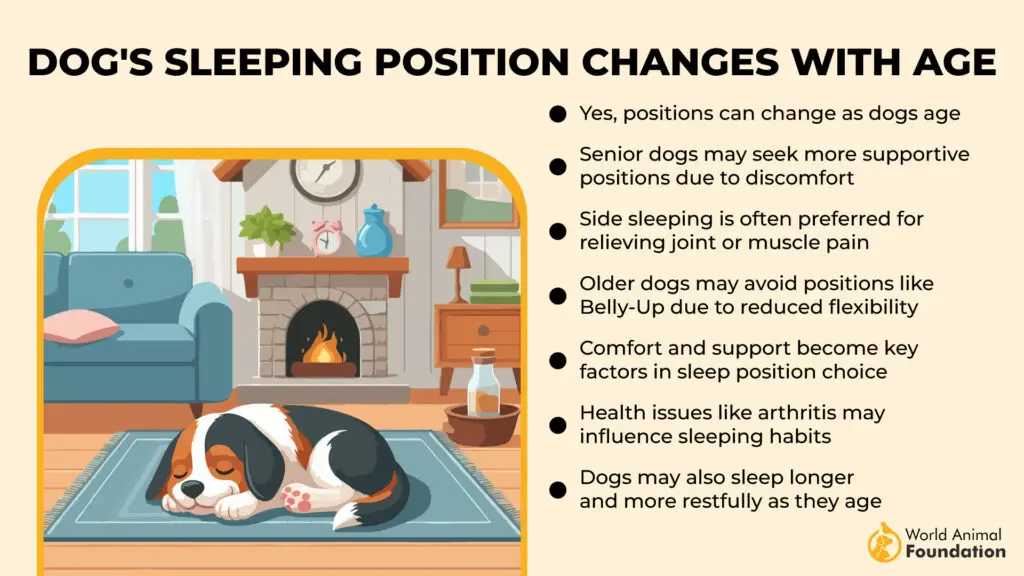 La position de sommeil du chien change avec l'âge