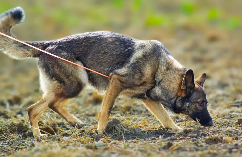 quelle race de chien peut sentir le cancer
