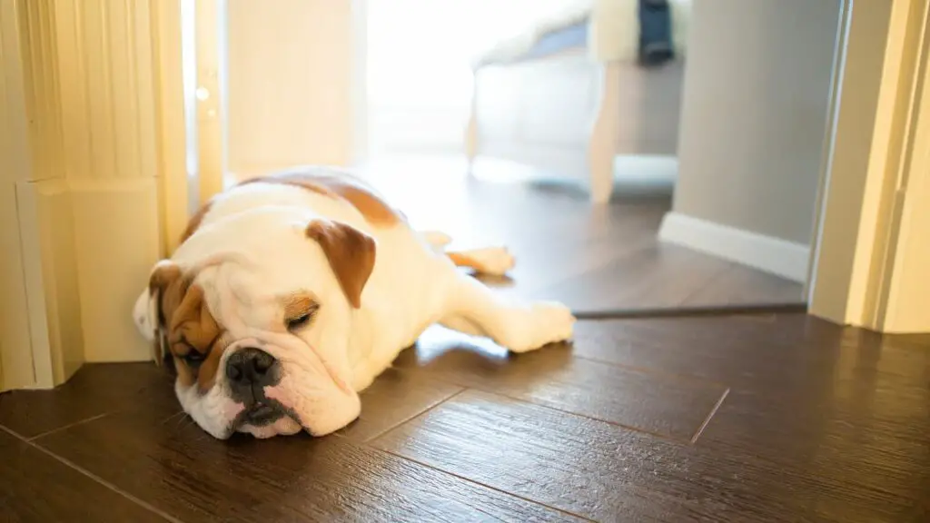 chien qui dort à l'envers