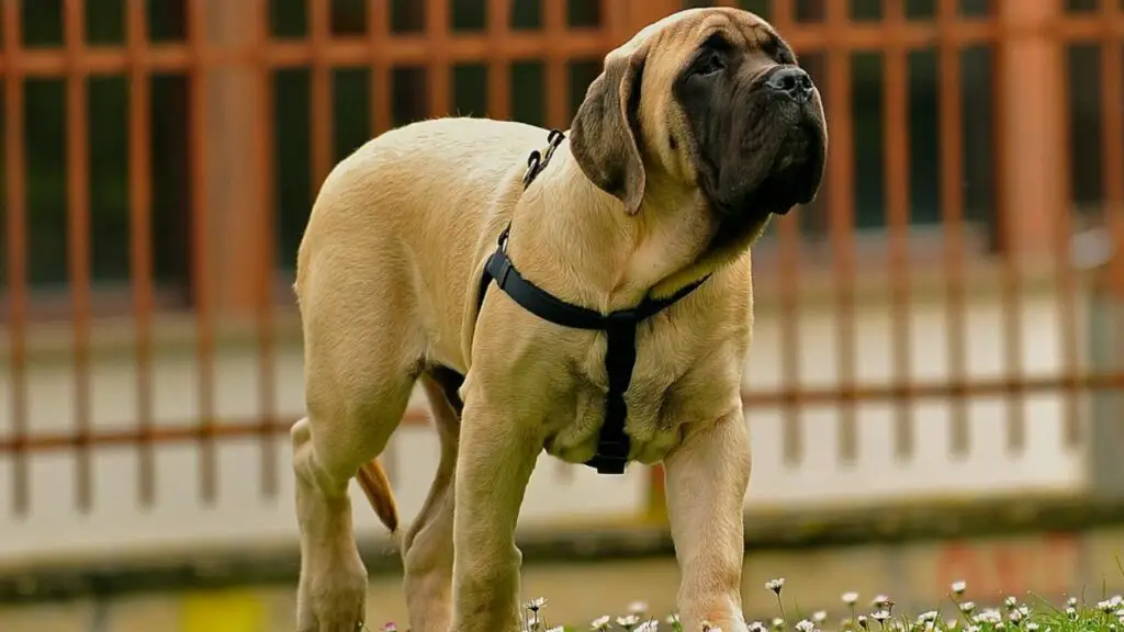 meilleure race de chien pour personne travaillant seule