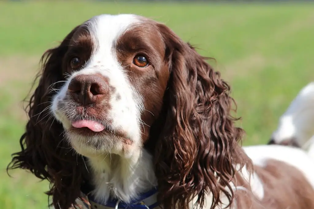 races de chiens renifleurs de drogue
