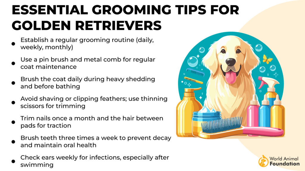 Conseils de toilettage essentiels pour les Golden Retrievers