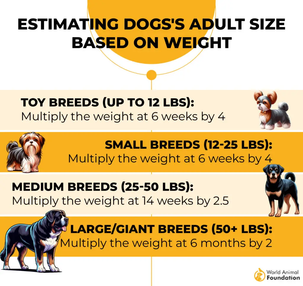 estimer la taille adulte d'un chien en fonction de son poids