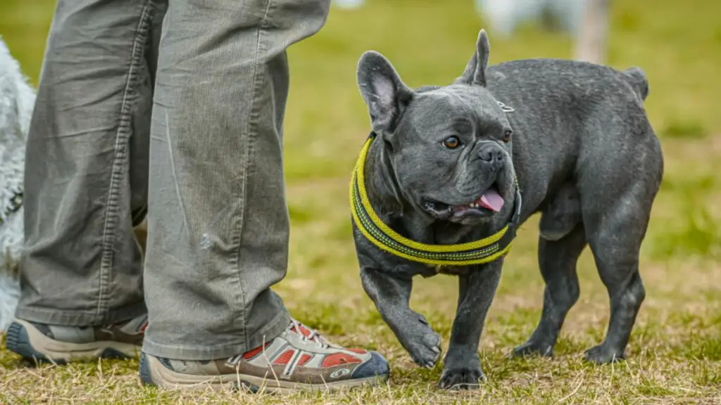 meilleur petit chien pour homme célibataire