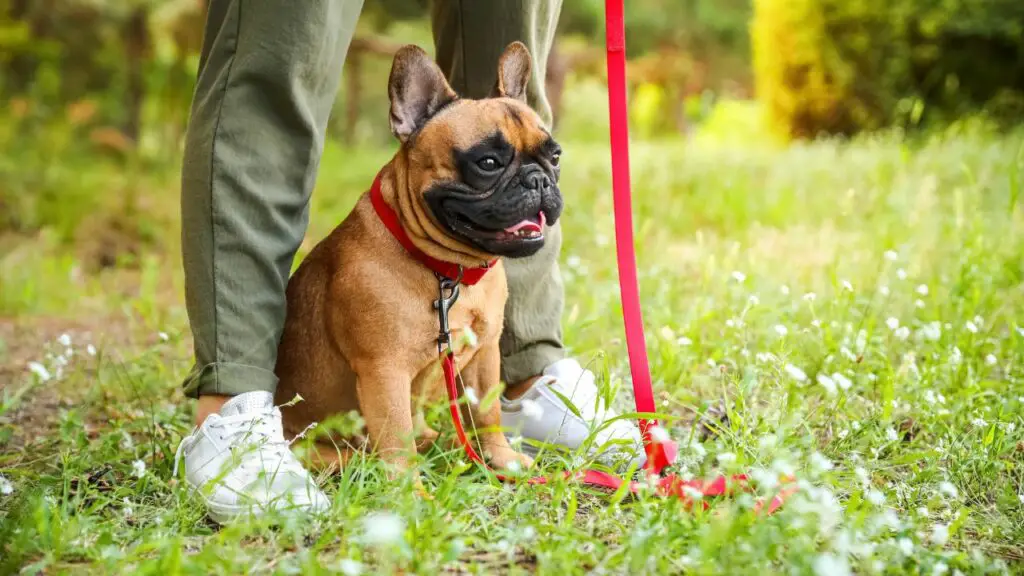 chiens de soutien émotionnel