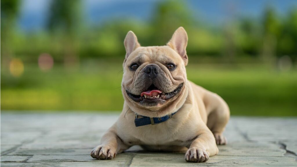 Races de chiens pour les couples mariés