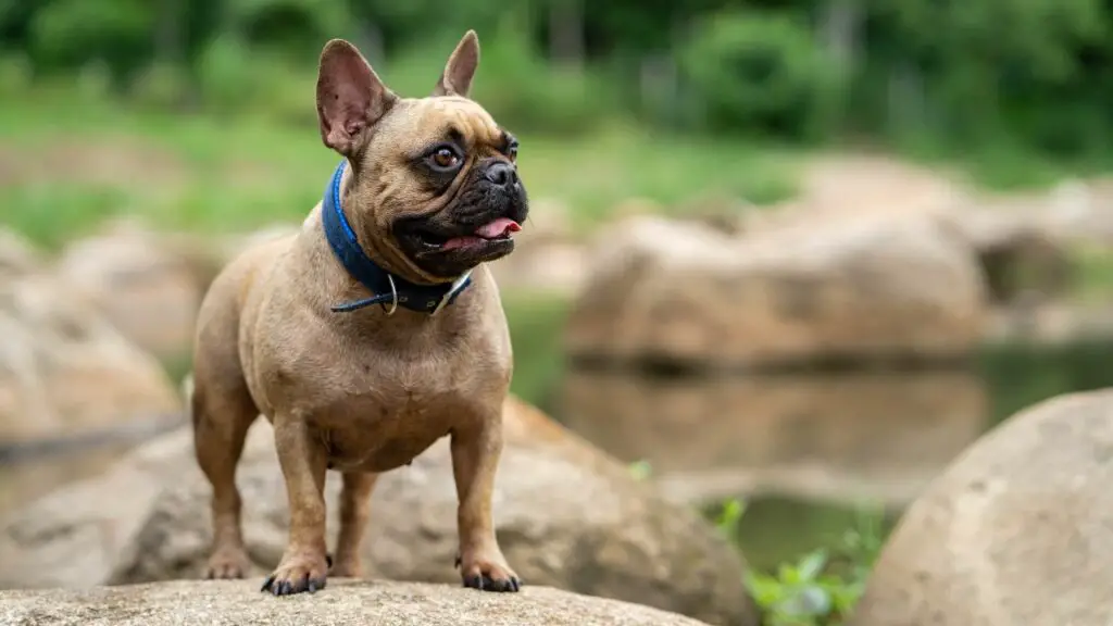 Races de chiens qui aboient rarement 