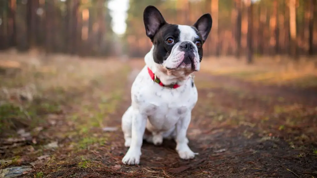 avantages et inconvénients d'un bouledogue français
